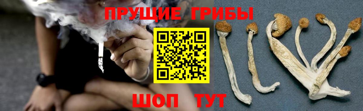 Белореченск  Псилоцибиновые грибы Psilocybine cubensis  Вход с VPN 